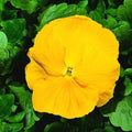 Giant Clear Yellow Pansy Seeds - Viola tricolor var. hortensis - 50 Pack for Garden Borders, Containers & Pollinator Attraction