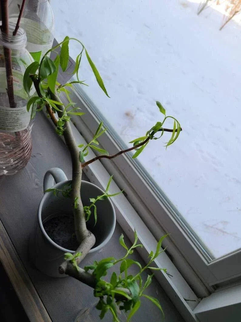 Willow Cuttings - 6 Indoor Salix spp. Pet-Friendly Foliage for Small Pets
