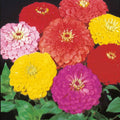 Giant Dahlia Mix Zinnia Seeds - 100+ Colorful Flower Seeds - Zinnia elegans for Garden, Borders, Containers