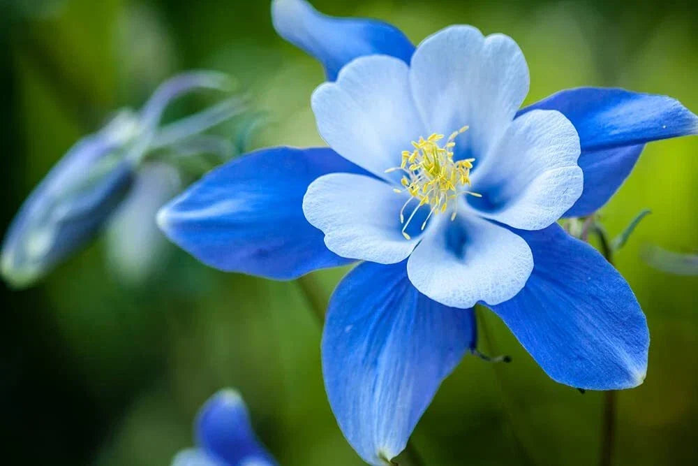 Blue Colorado Columbine Flower Seeds - Non-GMO Aquilegia coerulea Perennial Garden Seeds for Borders & Pollinator Gardens