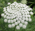 Bishop Flower Seeds - 1001+ Wildflower Queen Anne's Lace Daucus carota for Summer Garden & Container Planting