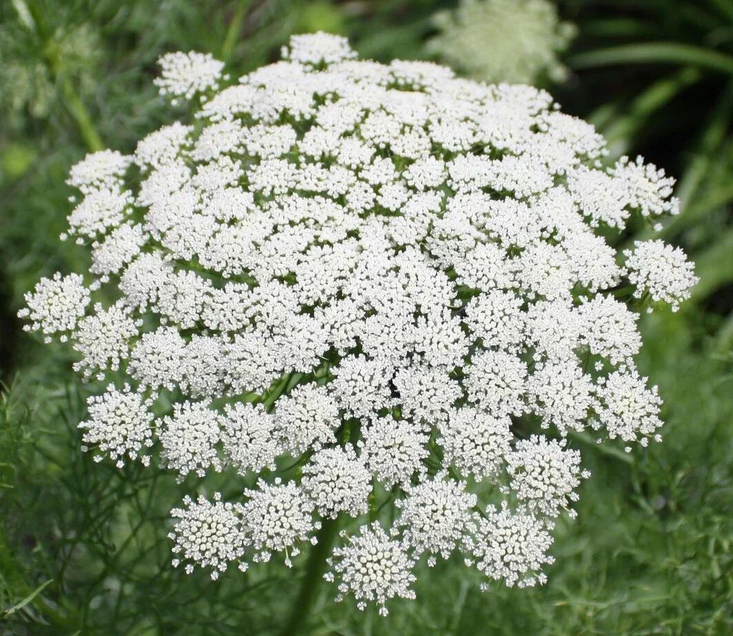 Bishop Flower Seeds - 1001+ Wildflower Queen Anne's Lace Daucus carota for Summer Garden & Container Planting