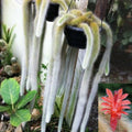 Monkey Tail Cactus Plant - 4-Inch Pot - Trailing Succulent Hildewintera colademononis - Unique Indoor/Outdoor Decor