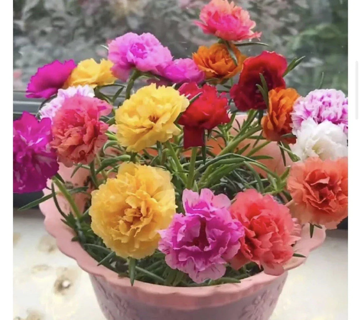Mixed Moss Rose Seeds, Portulaca Grandiflora, Vibrant Garden Blooms, Drought-Tolerant, Full Sun, 1000+ Seeds