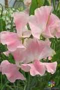 Sweet Pea Seeds - 50+ Pack, Lathyrus odoratus, Fragrant Climbing Vine, Garden Flower, USA Grown