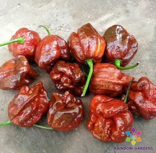 7 Pot Brown Hot Pepper Seeds - Capsicum chinense - Spicy Culinary Hot Sauce Garden Seeds - 25+ Packets