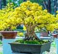 Flowering Apricot Bonsai Tree Seeds - 3 Large Prunus mume Seeds with Yellow Blooms for Indoor & Garden Cultivation
