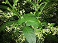 Night Blooming Jasmine Plant in 5" Pot, Cestrum nocturnum, Fragrant Tropical Shrub for Gardens & Indoor Spaces