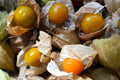 Cape Gooseberry Seeds - 100+ Physalis peruviana Heirloom Ground Cherry Seeds for Home Garden, Pot, or Container Cultivation