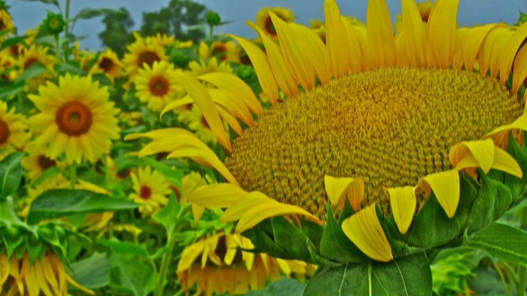 Giant Mammoth Sunflower Seeds – Helianthus annuus, Large Yellow Flowers, 15 Pack, Garden & Cut Flower Seeds
