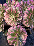 Aeonium Garnet Succulent Plant - 4-Inch Pot, Drought-Tolerant, Decorative Foliage, Aeonium 'Garnet'