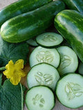 Cucumber Seeds - 100 Pack - Marketmore 76 - Organic, Non-GMO, Open Pollinated - Cucumis sativus