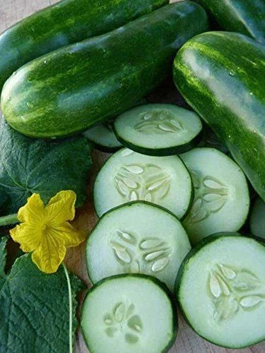 Cucumber Seeds - 100 Pack - Marketmore 76 - Organic, Non-GMO, Open Pollinated - Cucumis sativus