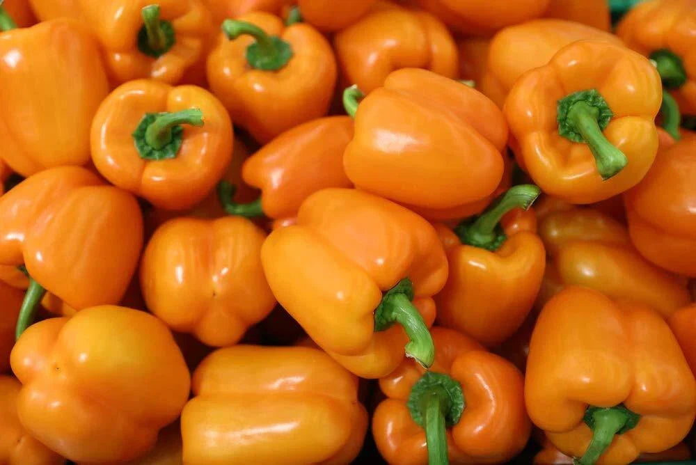 Orange King Bell Pepper Seeds - 100 Non-GMO Heirloom Seeds for Sweet Orange Capsicum annuum, Compact Bushy Plant, Perfect for Gardens & Containers