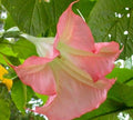 Sunset Angel Trumpet Seeds - 10 Brugmansia Datura Flowers for Exotic Garden Planting