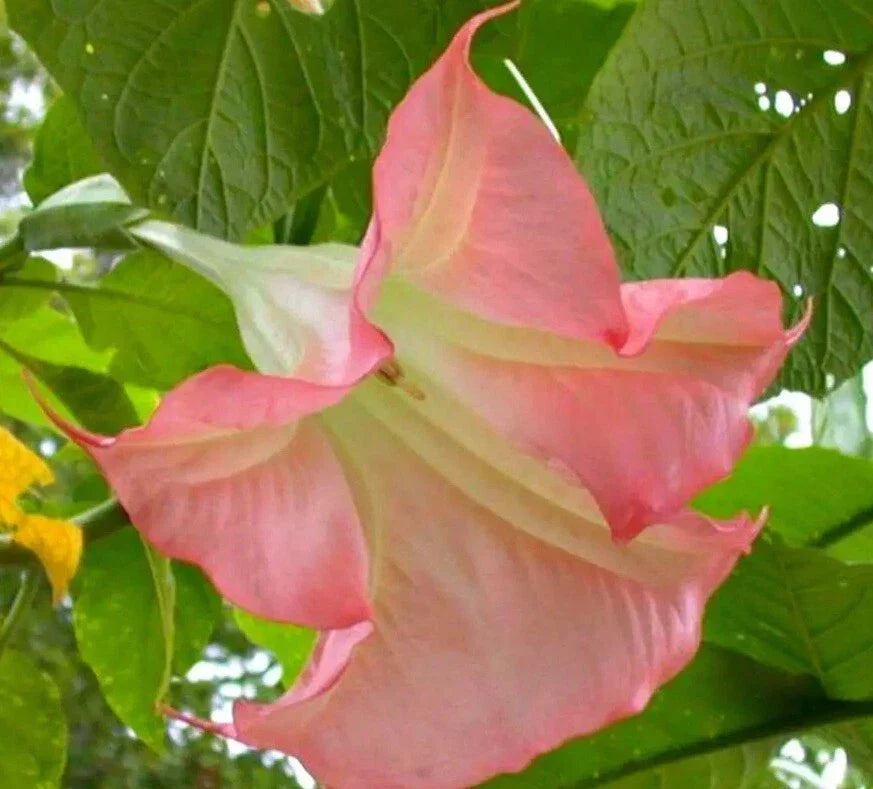 Sunset Angel Trumpet Seeds - 10 Brugmansia Datura Flowers for Exotic Garden Planting