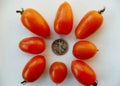Amish Gold Tomato Seeds - 25 Pack, Paste & Slicer Variety, Solanum lycopersicum, Non-GMO, Heirloom, Full Sun, Easy to Grow