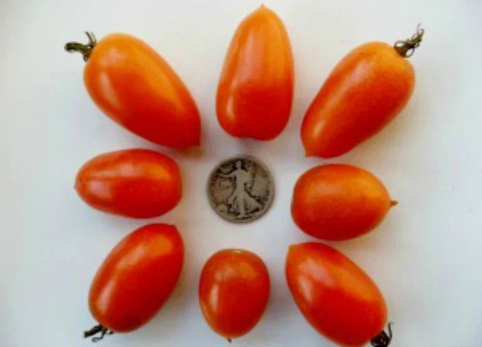 Amish Gold Tomato Seeds - 25 Pack, Paste & Slicer Variety, Solanum lycopersicum, Non-GMO, Heirloom, Full Sun, Easy to Grow