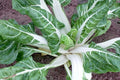 Swiss Chard Seeds 100 Ct Large White Ribbed Heirloom Non-GMO Beta vulgaris, Vegetable Garden, Full Sun