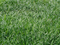 Liriope Spicata Bare Root Divisions - 100 Count Ground Cover Perennial Plant for Landscaping