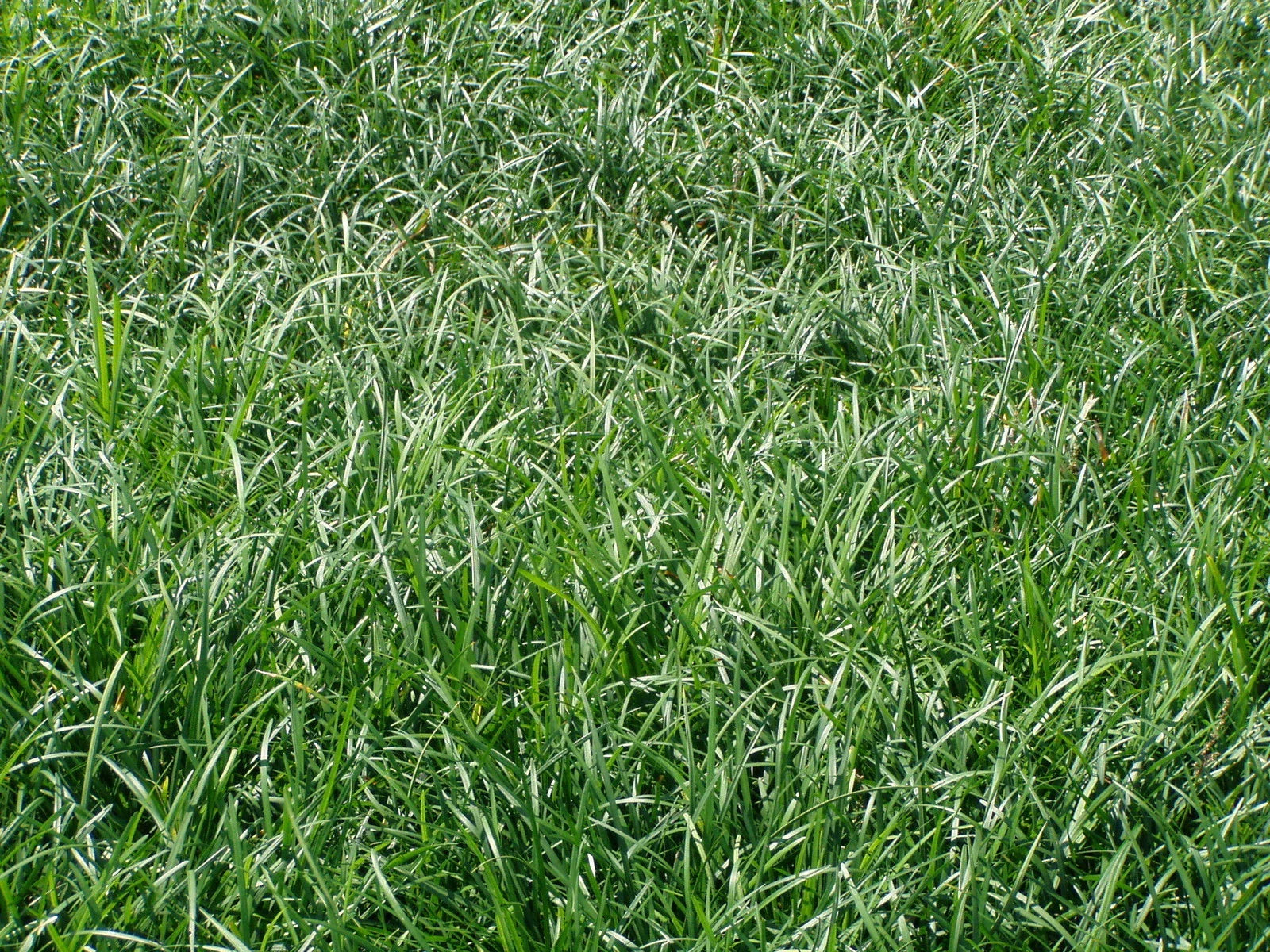 Liriope Spicata Bare Root Divisions - 100 Count Ground Cover Perennial Plant for Landscaping