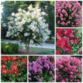 Quart Pot Crape Myrtle Plant - Lagerstroemia spp. Mixed Colors, Low-Maintenance Ornamental Shrub for Gardens