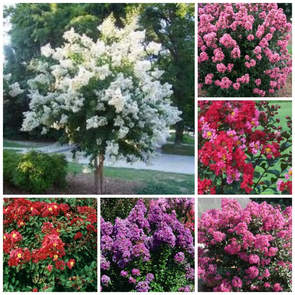 Quart Pot Crape Myrtle Plant - Lagerstroemia spp. Mixed Colors, Low-Maintenance Ornamental Shrub for Gardens