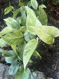 Assorted Pothos Plant Cuttings - 5 Rooted Epipremnum aureum Houseplants for Beginners, Trailing Indoor Vines