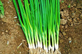 Japanese Evergreen Bunching Green Onion Seeds Allium fistulosum 500+ Seeds, 70-Day Fast-Growing Herb for Container & Garden
