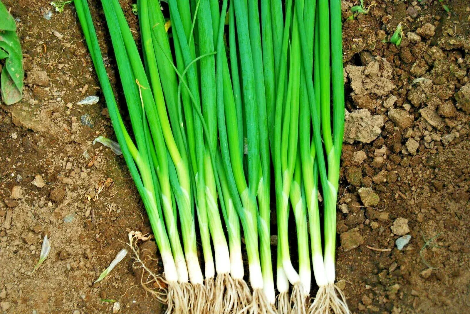 Japanese Evergreen Bunching Green Onion Seeds Allium fistulosum 500+ Seeds, 70-Day Fast-Growing Herb for Container & Garden