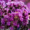 Purple Cape Myrtle Seeds - Perennial Flower Seeds for Garden, Lagerstroemia indica, Purple Blooms, Butterfly & Hummingbird Attractant