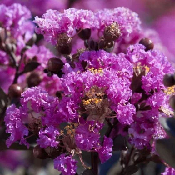 Purple Cape Myrtle Seeds - Perennial Flower Seeds for Garden, Lagerstroemia indica, Purple Blooms, Butterfly & Hummingbird Attractant