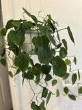 Heart Leaf Philodendron Cuttings - Live Propagation Plant - Philodendron hederaceum, Trailing, Indoor Houseplant