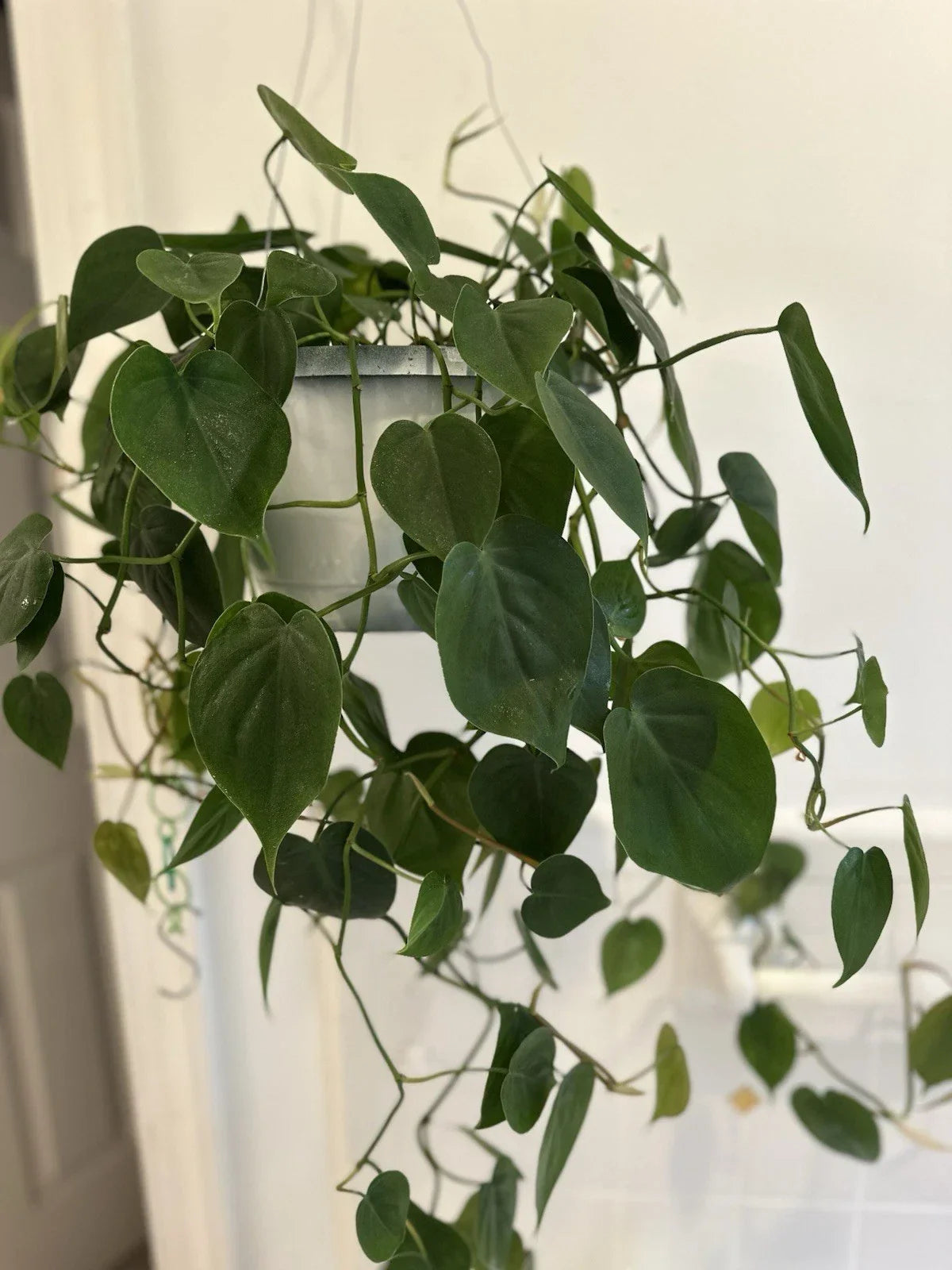 Heart Leaf Philodendron Cuttings - Live Propagation Plant - Philodendron hederaceum, Trailing, Indoor Houseplant