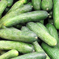 Rhinish Pickle Cucumber Seeds | Non-GMO Heirloom | Vining Cucumis sativus for Pickling & Gardening