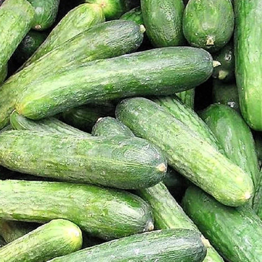 Rhinish Pickle Cucumber Seeds | Non-GMO Heirloom | Vining Cucumis sativus for Pickling & Gardening