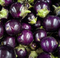 50+ Purple Eggplant Seeds – Thai/Indian Heirloom Solanum melongena for Home Garden, Container Growing