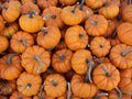Baby Pumpkin Seeds - Mini Cucurbita pepo Heirloom Variety for Small Gardens & Containers, Fresh Non-GMO Seed Pack of 25