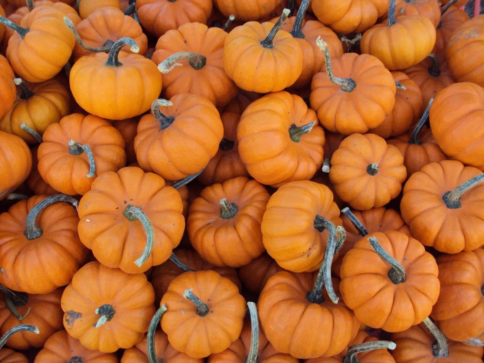 Baby Pumpkin Seeds - Mini Cucurbita pepo Heirloom Variety for Small Gardens & Containers, Fresh Non-GMO Seed Pack of 25