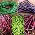 Yard Long Bean Seeds - 5 Color Mix, Multi-Variety Asian Vegetable Seeds, Vigna unguiculata subsp. sesquipedalis