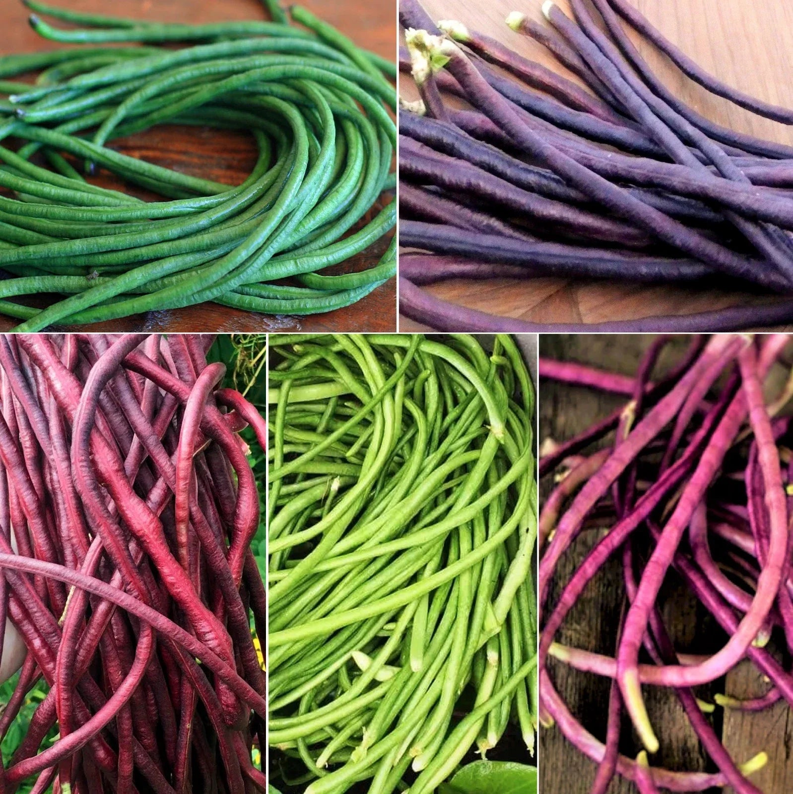 Yard Long Bean Seeds - 5 Color Mix, Multi-Variety Asian Vegetable Seeds, Vigna unguiculata subsp. sesquipedalis