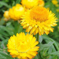 Golden Yellow Strawflower Seeds | Non-GMO | Helichrysum bracteatum | Vibrant Flower Seeds for Gardens & Cut Flowers