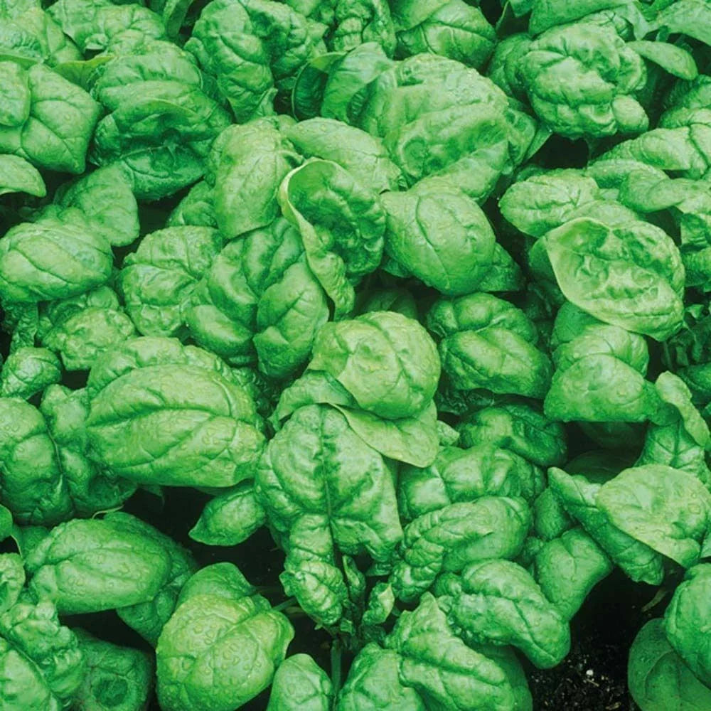 Spinach Seeds 100+ Heirloom Bloomsdale Dark Green Vegetable Garden Seeds, Spinacia oleracea