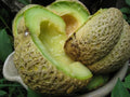 Cantaloupe Seeds - Jenny Lind Heirloom Variety - Cucumis melo - Juicy, Sweet Melons for Home Garden Planting
