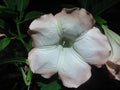 Brugmansia Cuttings - 10 Pink/Peach Angel Trumpet - Fragrant Flowers - Easy to Grow - Brugmansia spp.