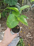 Giant Variegated Golden Pothos Plant 3" Pot, Climbing Epipremnum aureum, Indoor Houseplant, Variegated Green and Gold Foliage