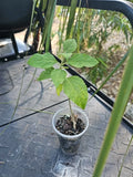Purple American Beauty Berry Bush Live Plant in 3" Pot, Callicarpa americana, Ornamental Shrub for Garden and Landscape