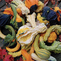 American Wings Gourd Seeds - Small Decorative Gourds for Fall Crafts - Cucurbita pepo, 20 Seeds
