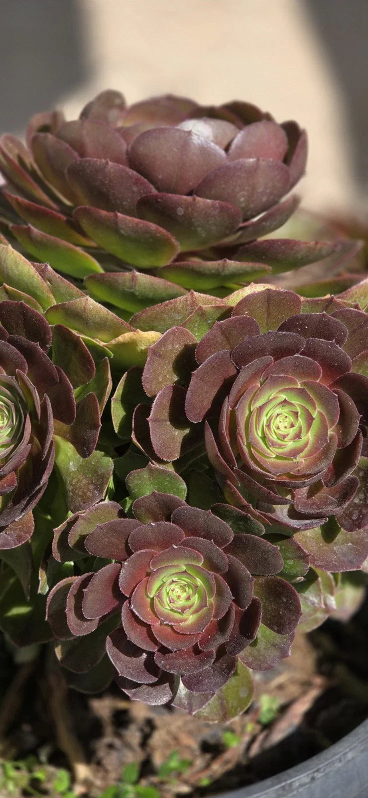 Succulent Cutting - Aeonium Halloween - Dark Purple Rosettes - Aeonium arboreum 'Zwartkop'