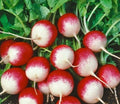 Radish Seeds 200+ Sparkler Variety Raphanus sativus for Quick Harvest, Container Gardening, Bright Red Roots
